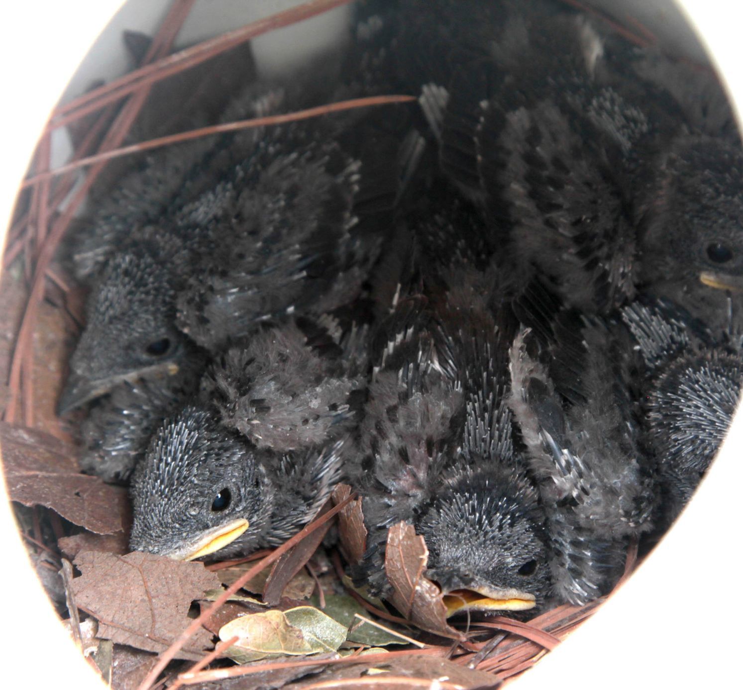 Purple martin banding